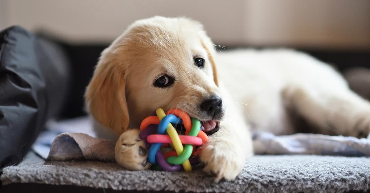 Segurança dos Brinquedos de Animais em 2026: O que o Mercado Agora Espera de Marcas e Fabricantes