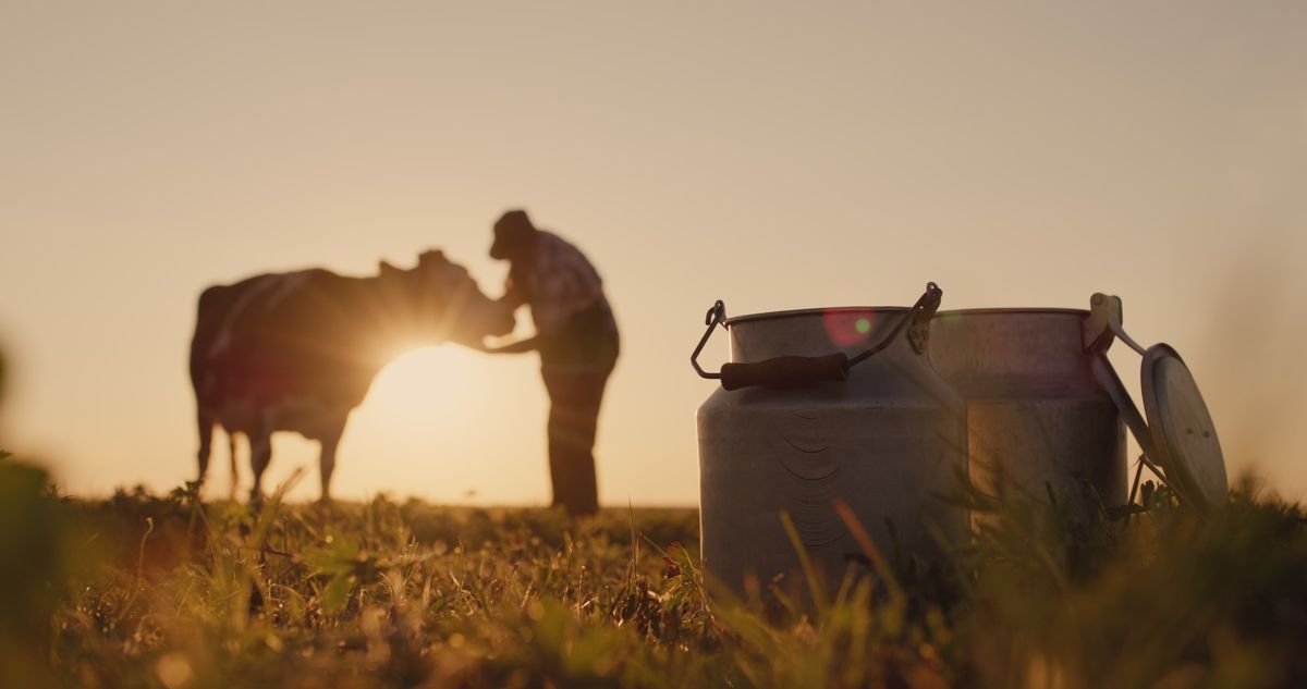 QIMA e Nutron/Cargill lançam programa Nutron Bem+Leite de certificação de bem-estar animal