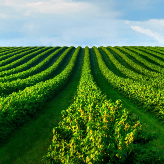 Strengthening Harvest Equipment Sanitation: PrimusGFS Requirements & Upcoming v4.0 Updates Strengthening Harvest Equipment Sanitation: PrimusGFS Requirements & Upcoming v4.0 Updates